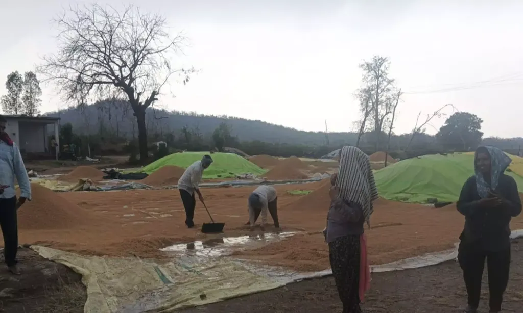 వడగండ్ల వాన...వరిపంట నష్టం