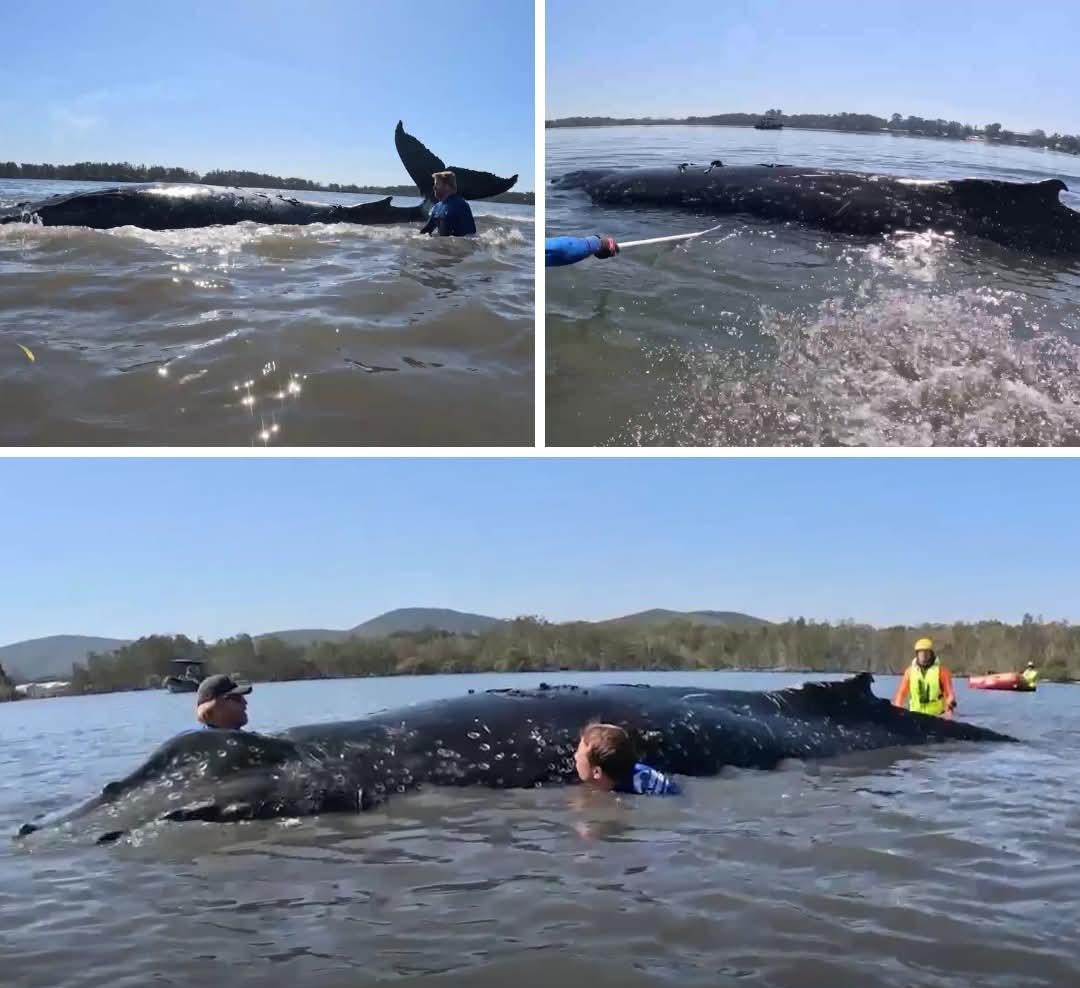 ఆస్ట్రేలియా తీరంలో ఇరుక్కున్న హంప్‌బ్యాక్ తిమింగలం సేఫ్ 
