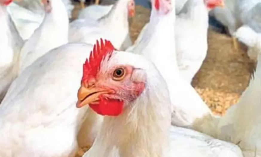 రంజాన్ వేళ తెలుగు రాష్ట్రాల్లో కొండెక్కిన కోడి ధరలు..