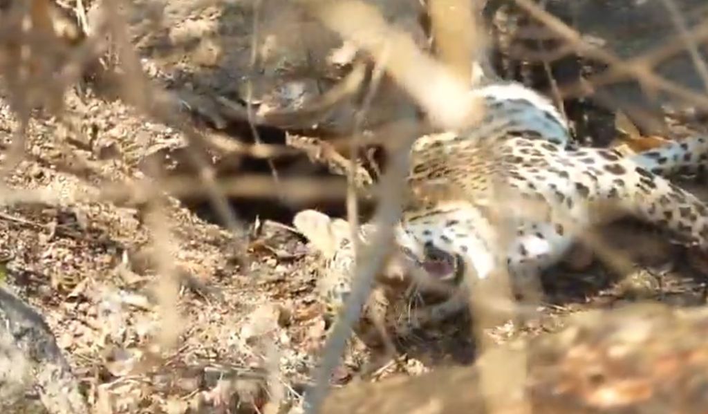 జగనన్న కాలనీలో చొరబడ్డ చిరుత..