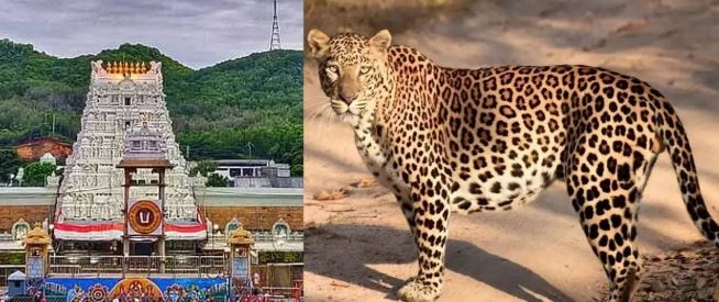 తిరుమల: శ్రీవారి మెట్ల మార్గంలో చిరుత కలకలం