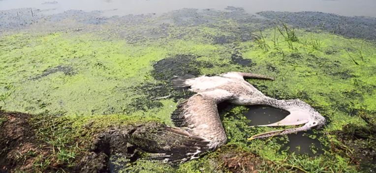 ఎండుతున్న కొల్లేరు.. చనిపోతున్న పక్షులు