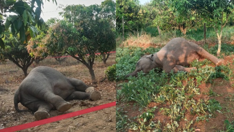 తిరుపతి జిల్లాలో విషాదం.. కరెంట్ ఉచ్చులో రెండు ఏనుగులు మృతి