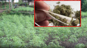 ఫామ్ హౌస్ లో గంజాయి సాగు చేస్తున్న వ్యక్తి అరెస్ట్