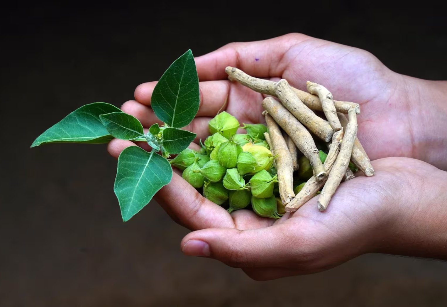 BANNED : అశ్వగంధ ఆకులపై కేంద్రం నిషేధం.. కారణమిదే! 