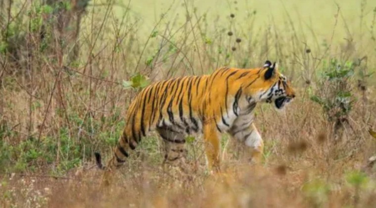 రోజుకో ప్రాంతంలో పులి సంచారం.. పోలవరం జిల్లాలో భయాందోళన