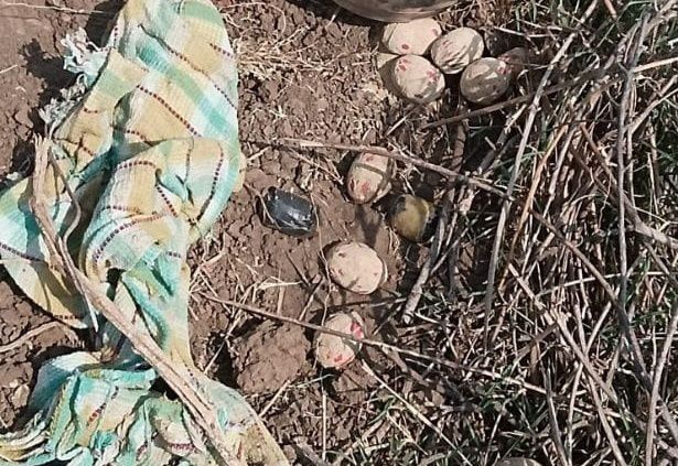 మంచిర్యాల జిల్లాలో నాటు బాంబుల కలకలం