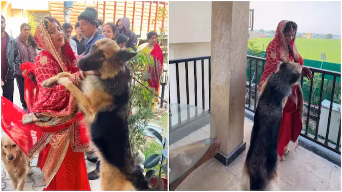 "మమ్మల్ని వదిలి వెళ్లొద్దు".. వధువును అతుక్కుపోయిన పెంపుడు కుక్కలు!