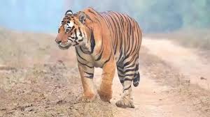 పోలవరం జిల్లాలో పులి సంచారం ...