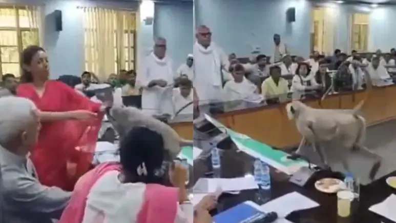 కలెక్టర్ కుర్చీలో కోతి: బాగ్పత్ DM మీటింగ్‌లో వింత ఘటన!