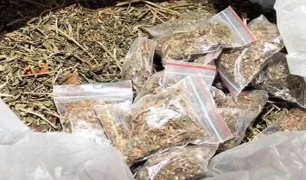 యూపీలో భారీ వేట: 15 క్వింటాళ్ల గంజాయి సీజ్!