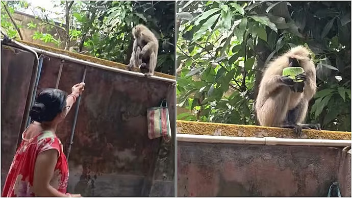 సబ్బు వద్దు.. బంగాళదుంప ముద్దు: కోతి ప్రాణం కాపాడిన అమ్మ! 🐒🥔✨
