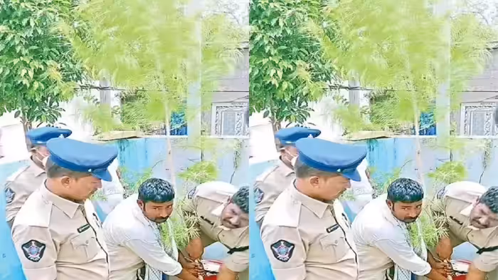 రెండు మొక్కలు.. మూడేళ్లు జైలుశిక్ష 