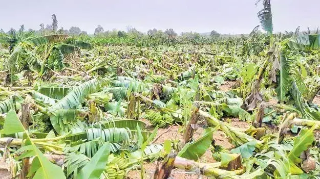 ఏపీలో అకాల వర్షాల బీభత్సం: 1,481 హెక్టార్లలో పంట నష్టం